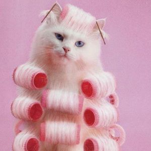 Meet your Posher, Allison